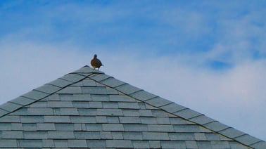 one-bird-from-behind-atop-a-shingled-roof-against--AFE9FY3